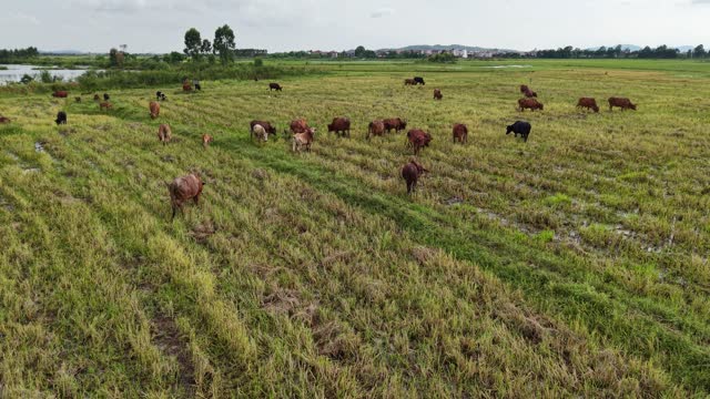 Cattle Scattered On Open Field
