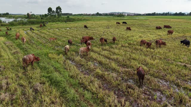 Cows Grazing Near Warehouse