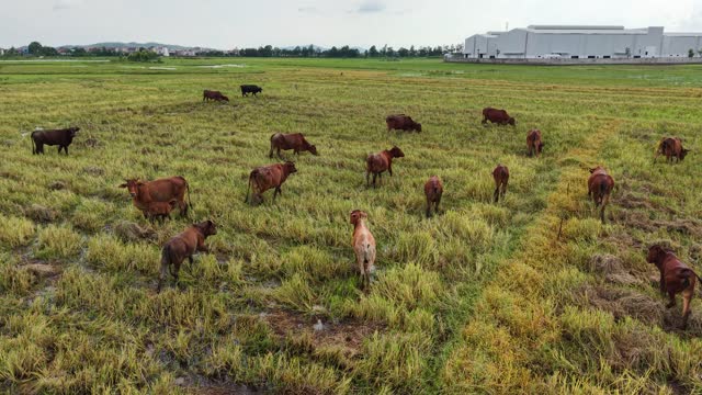 Cattle On Muddy Rice Field