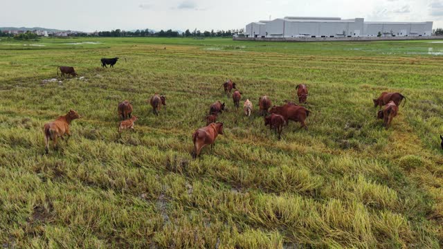 Herd Feeding On Wet Stubble