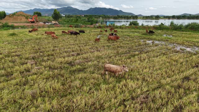 Lone Cow Crossing Rice Field