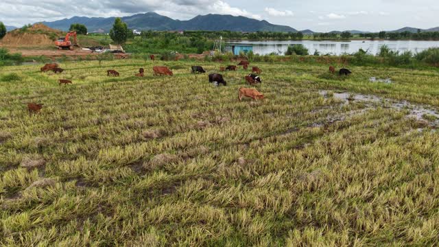 Cattle Grazing Below Mountains