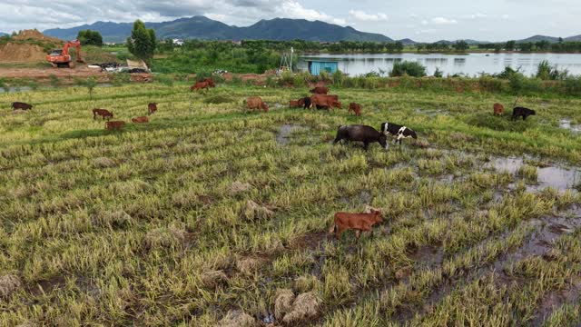 Herd Beside Lake And Excavator