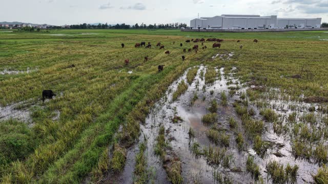 Cattle On Flooded Rice Field