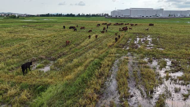 Cows Grazing Wet Paddy Land