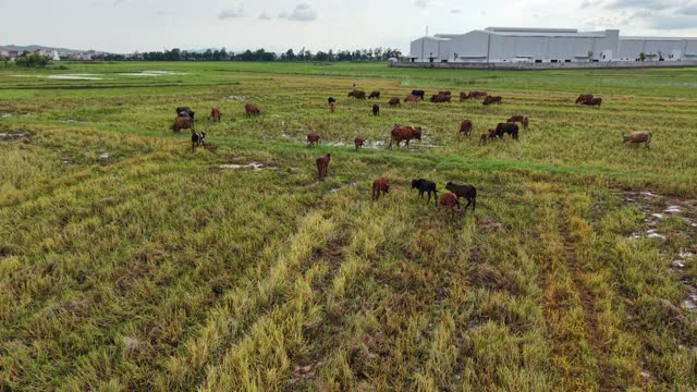 Herd On Waterlogged Farmland