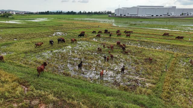 Cattle Grazing Flooded Paddies