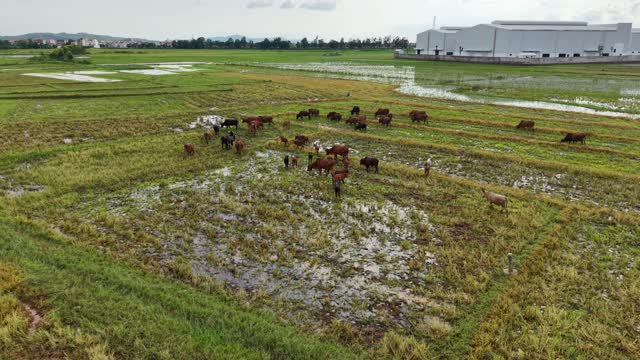Herd On Wet Harvested Field