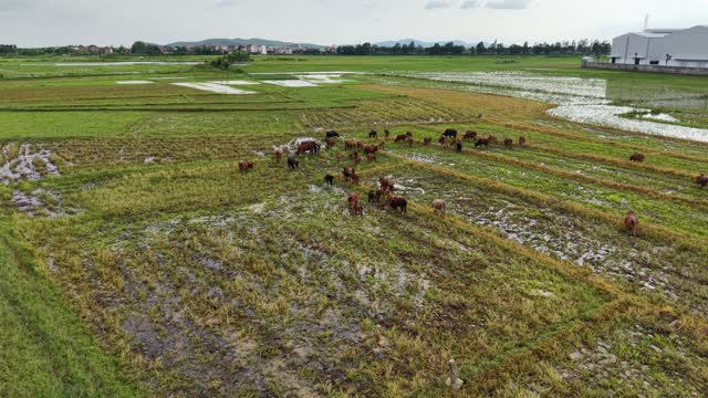 Farmer Tending Cattle From Above