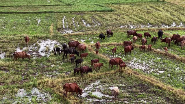 Herd On Green Field Strip