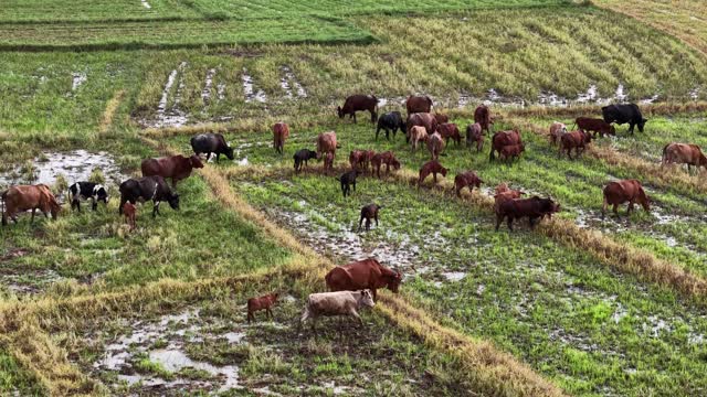 Large Cattle Herd With Calves