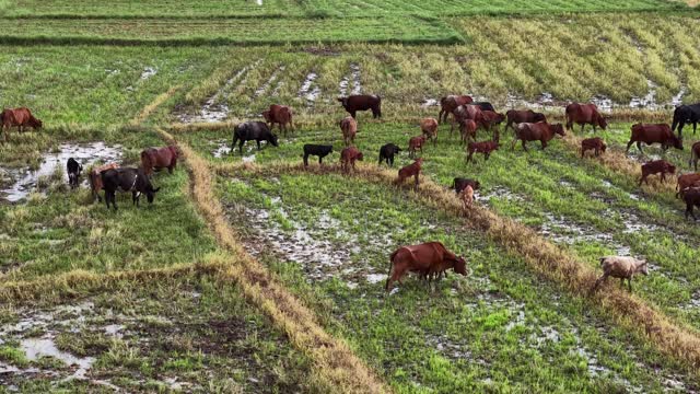 Cows And Calves On Wet Pasture