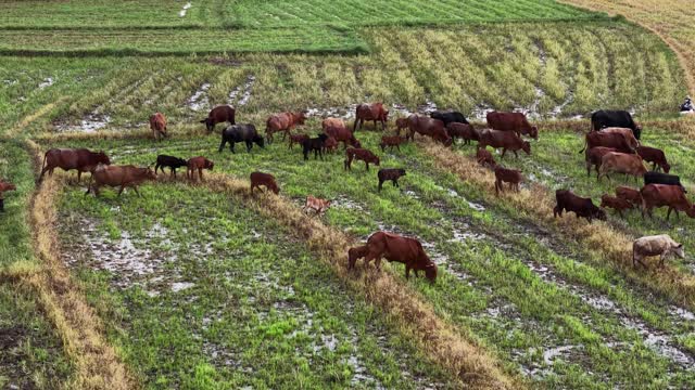 Aerial Cattle Herd Grazing Paddy