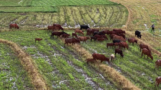 Drone View Grazing Cattle Field