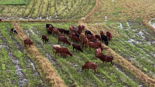 Cattle Grazing On Wet Paddy
