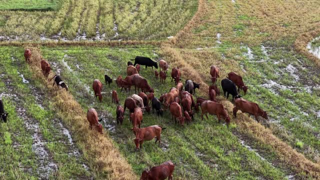 Aerial Herd On Muddy Field