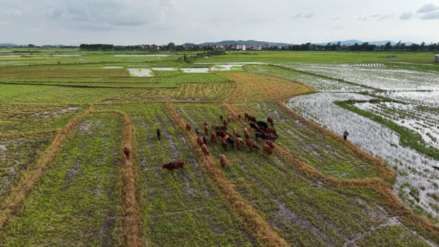 Aerial Cattle Herd And Rice Fields