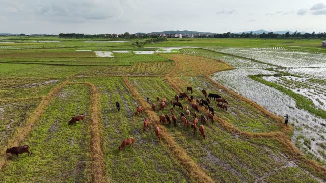 Drone Over Grazing Herd Countryside