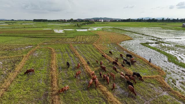Cattle Grazing Beside Flooded Paddies