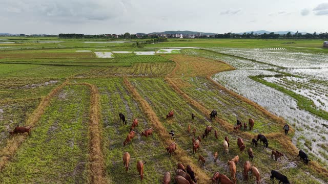 Aerial View Herd Rural Fields