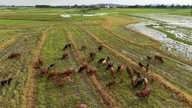 Aerial Herd On Harvested Field