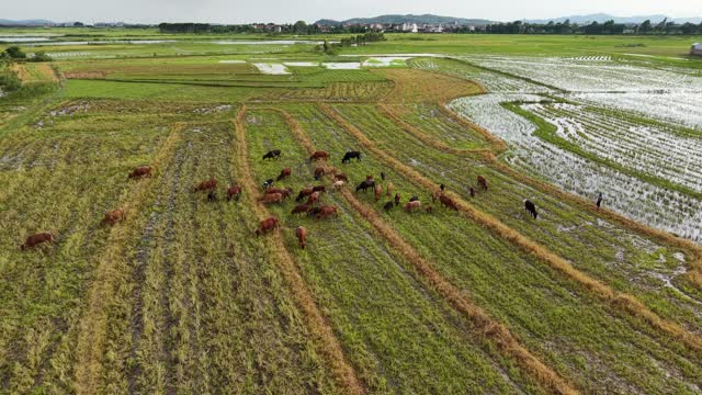Drone View Cattle Grazing Paddies