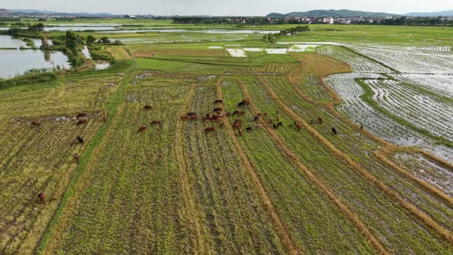 Cattle Herd By Flooded Fields