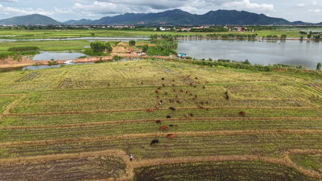 Aerial Cattle Grazing By Lake