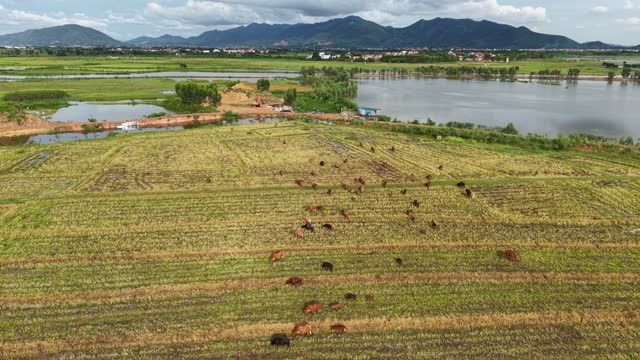 Drone View Herd Lake Mountains