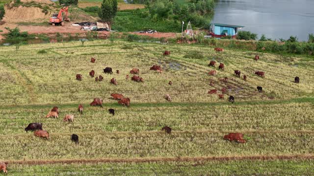 Aerial Cattle Grazing Lakeside Field