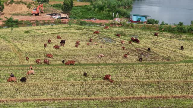 Drone View Grazing Herd By Lake
