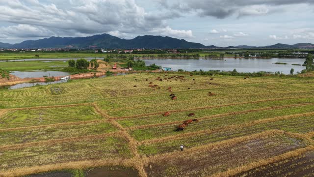 Aerial Herd Grazing By Lake