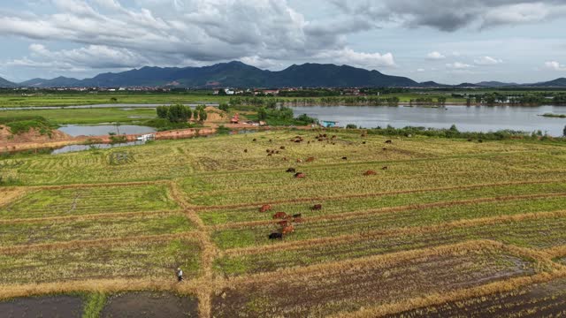 Drone Cattle Field Lake Mountains