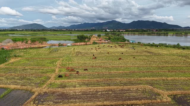 Aerial Cattle Field Beside Lake