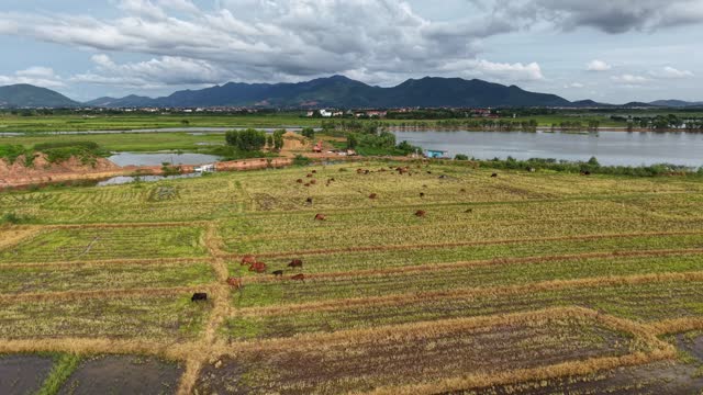 Drone View Herd Lakeside Countryside