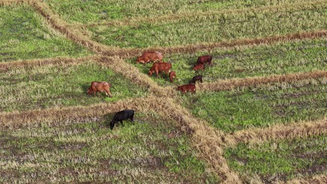 Aerial Cattle On Green Paddy