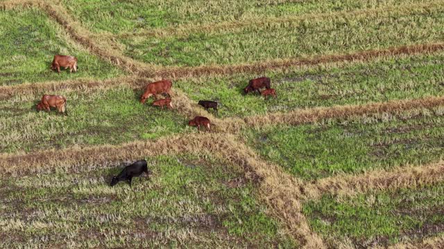 Drone View Grazing Cattle Fields