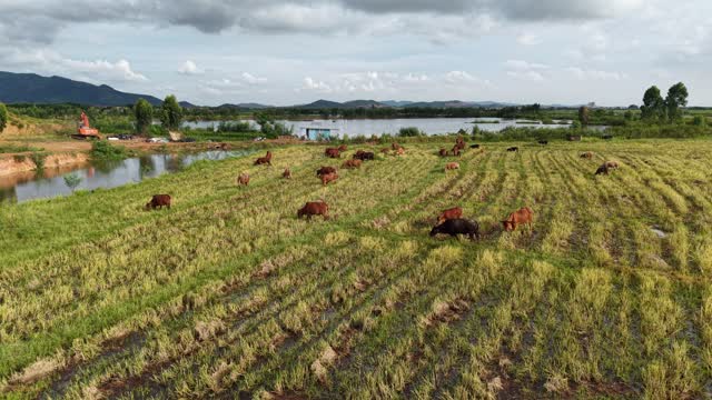 Aerial Herd Grazing Lakeside Paddy
