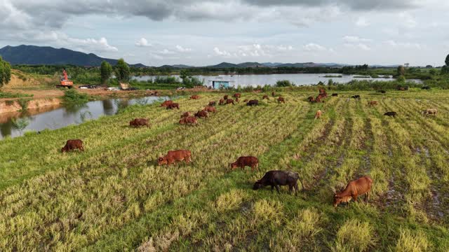 Drone View Cattle Beside Lake