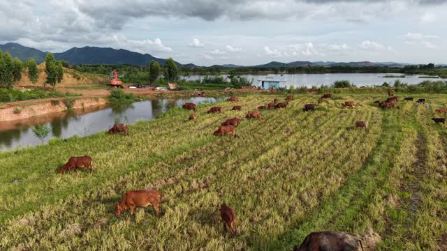 Cattle Grazing By Rural Lake