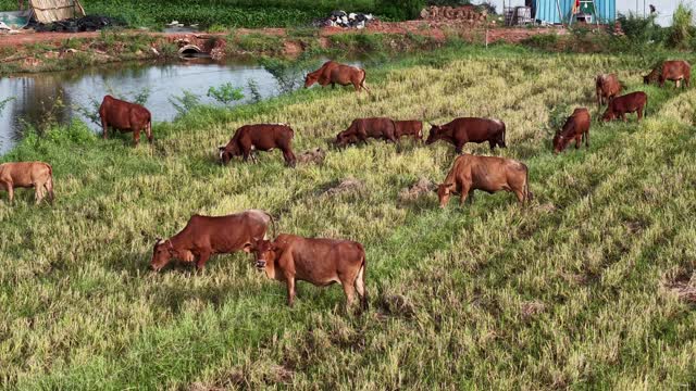 Aerial Red Cattle By Pond