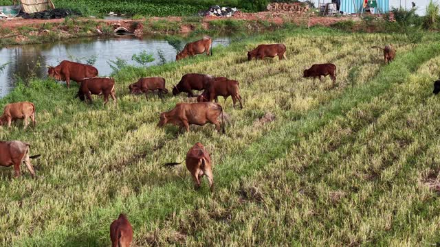 Drone View Cattle Grassy Field