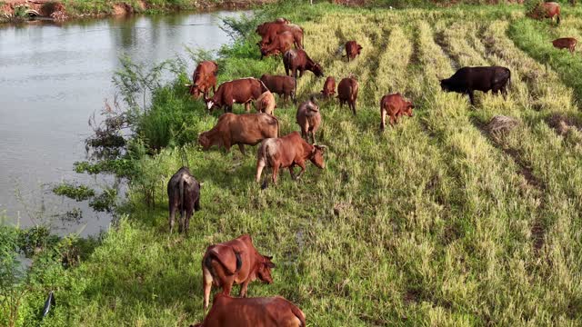 Cattle Herd Grazing By Pond