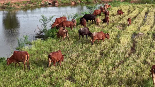 Cows Feeding On Grassy Slope