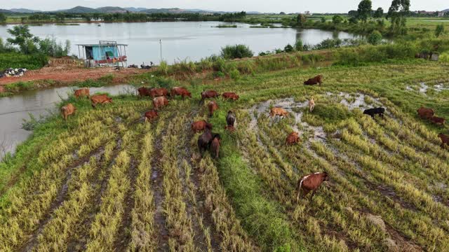 Herd Grazing Near Lakeside Hut