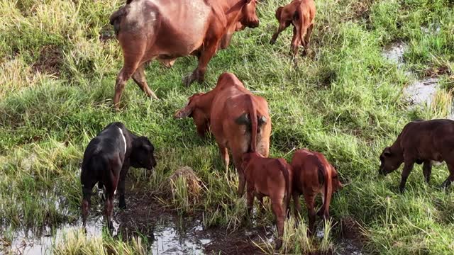 Cows And Calves On Wet Ground