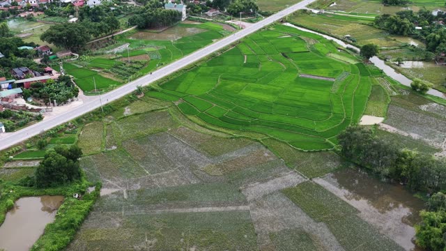 Rice Fields By The Highway