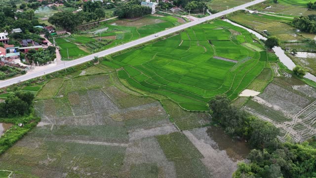 Green Paddies And Road