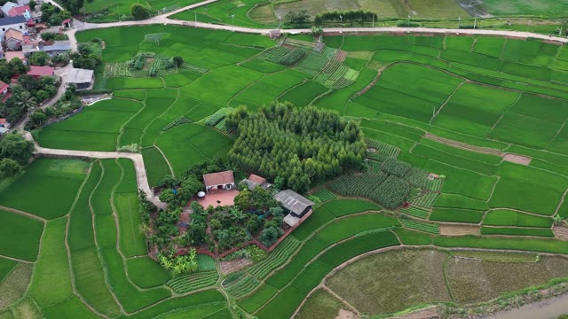 Bamboo Grove And Rice Terraces