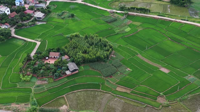 Green Rice Patchwork